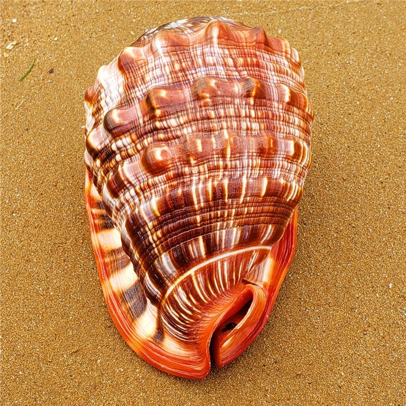 Caracol Wanbao natural gigante – concha marina decorativa