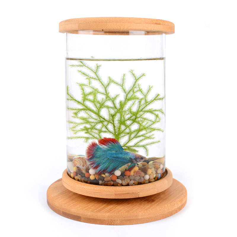 Mini pecera de cristal con base de bambú – Decoración elegante para oficina y hogar