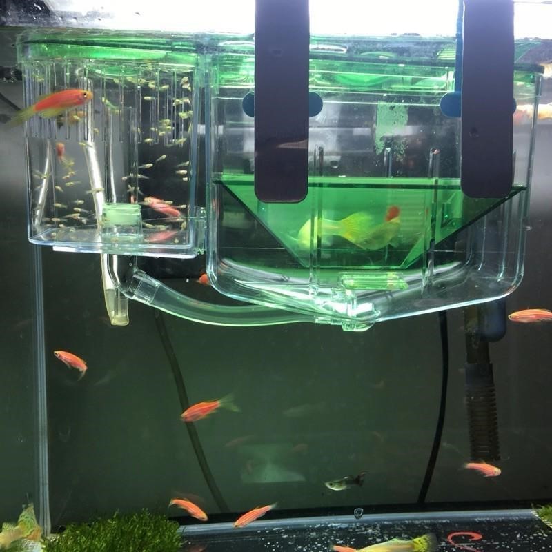 Caja de cría y aislamiento para peces guppy y betta – Incubadora flotante transparente