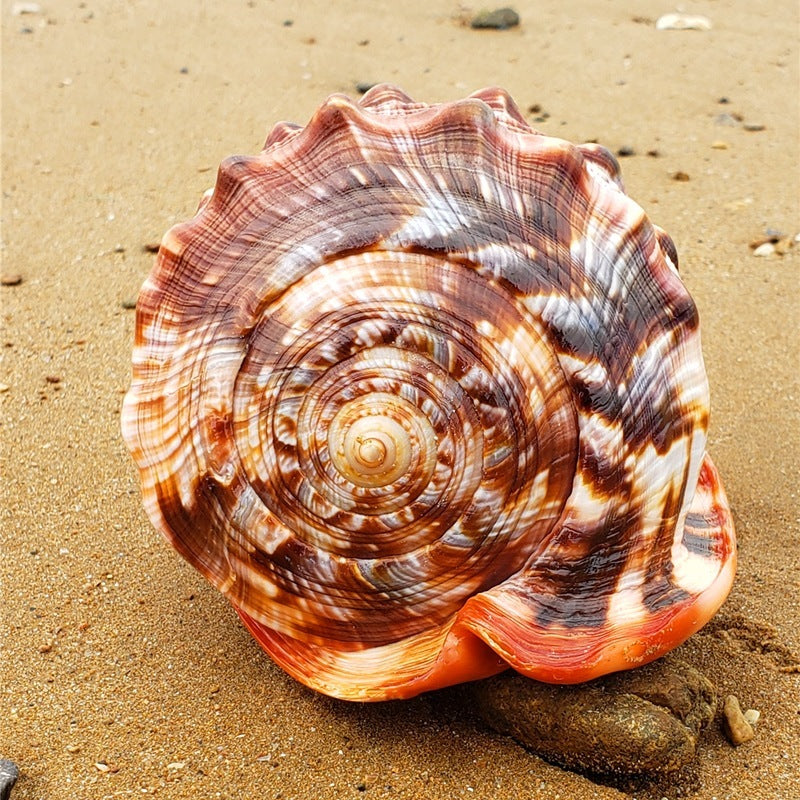 Caracol Wanbao natural gigante – concha marina decorativa