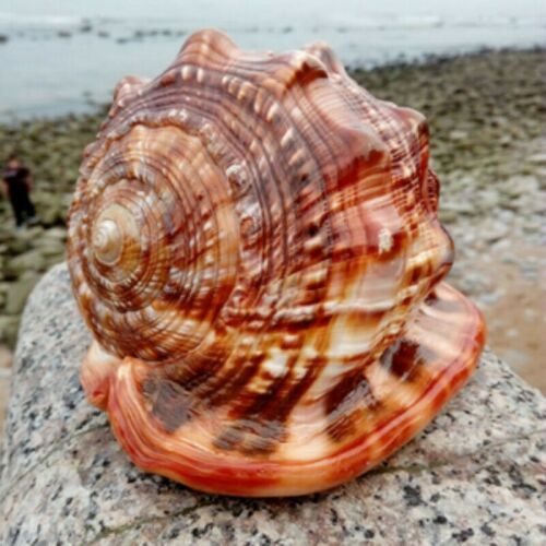 Caracol Wanbao natural gigante – concha marina decorativa