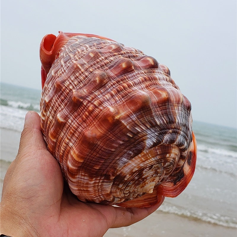 Caracol Wanbao natural gigante – concha marina decorativa
