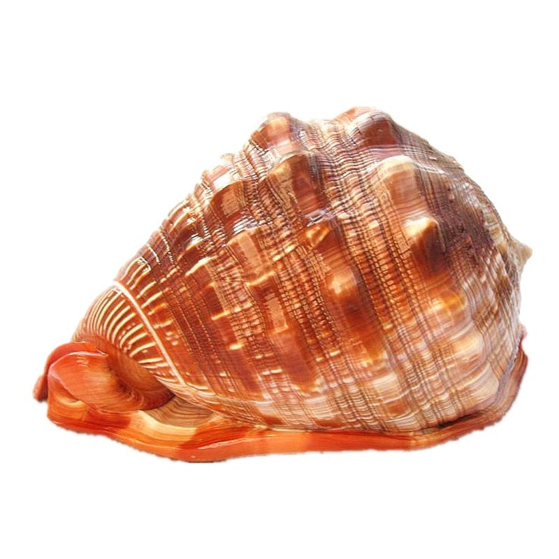 Caracol Wanbao natural gigante – concha marina decorativa